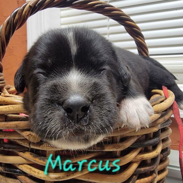 Marcus