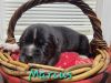 Marcus