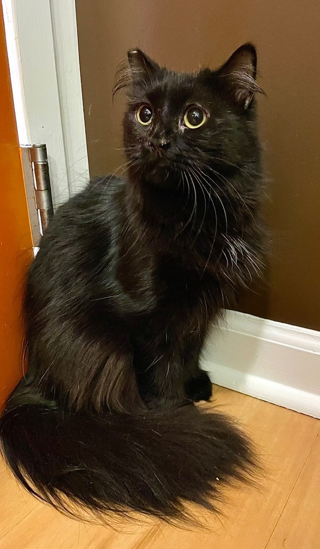 Martha, an adoptable Domestic Long Hair in New Haven, CT_image-1