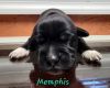Memphis