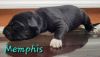 Memphis