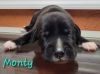 Monty