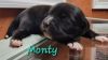 Monty