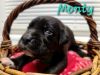 Monty