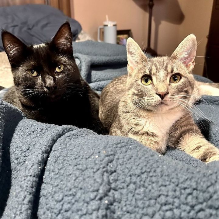 Spicy Mikey and Wobbly Jack 1
