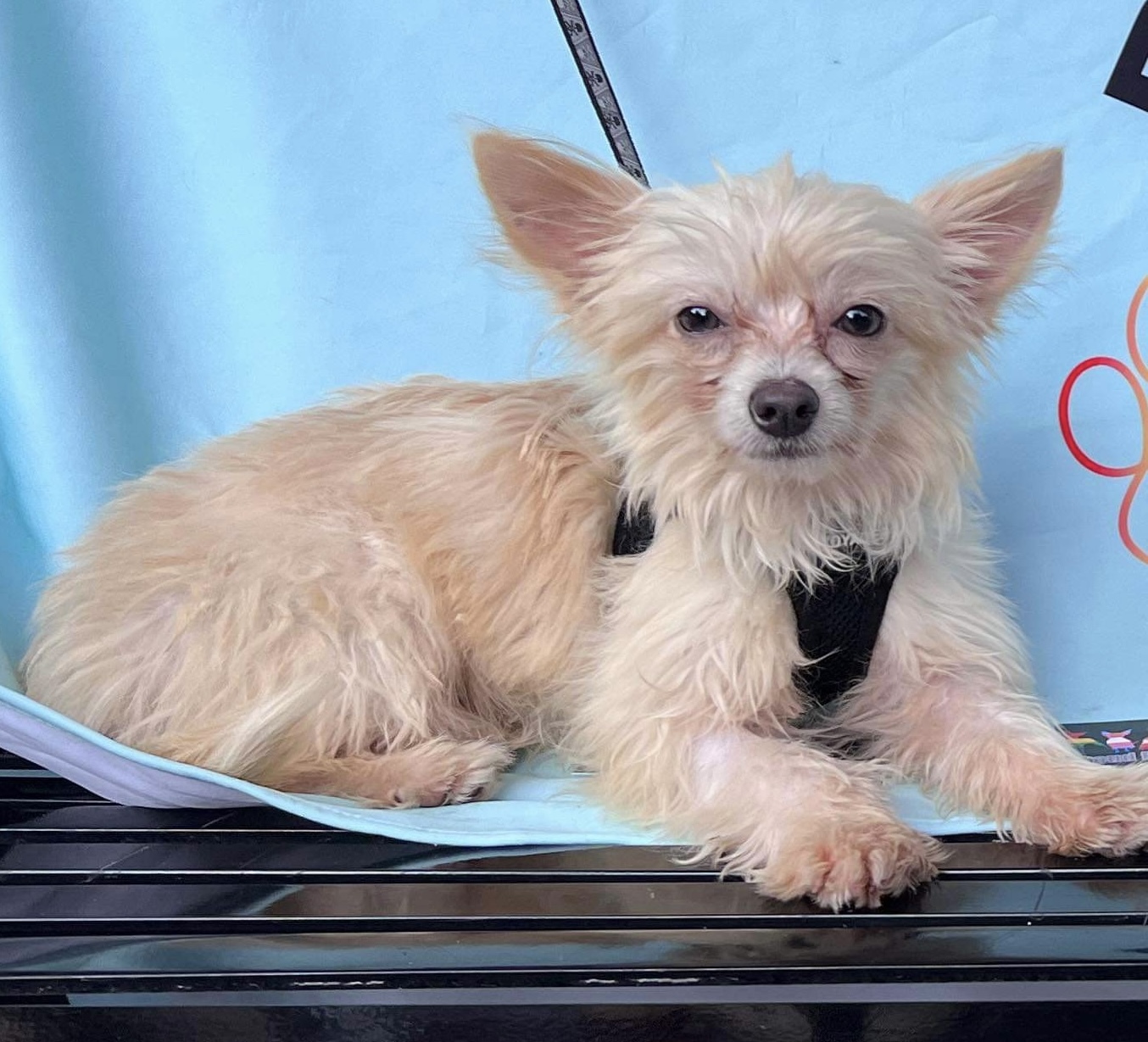 Sebastian, an adoptable Chinese Crested Dog in Florence, IN, 47020 | Photo Image 2