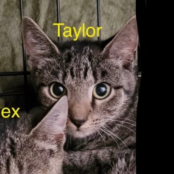 Taylor, an adoptable Domestic Short Hair in Palisades Park, NJ_image-1