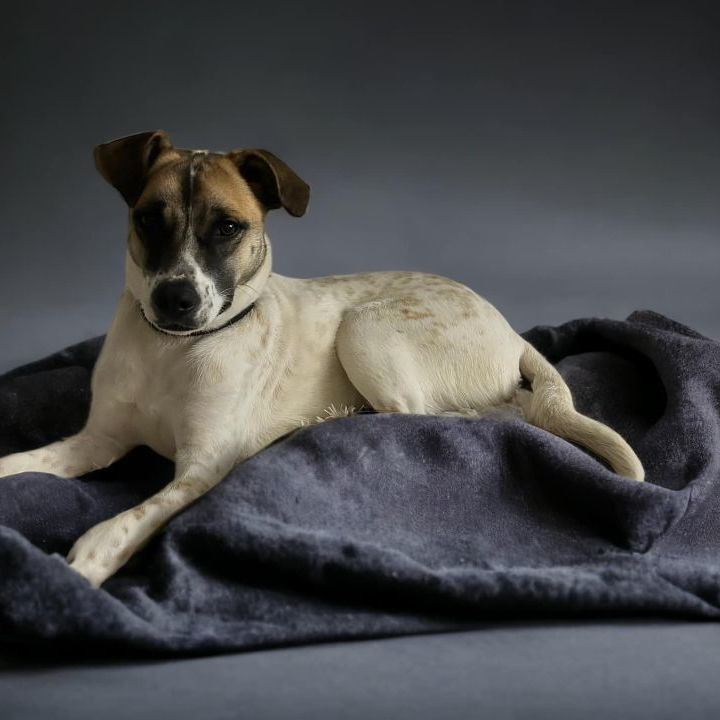 Liberty , an adoptable Black Mouth Cur Mix in Wantagh, NY_image-6
