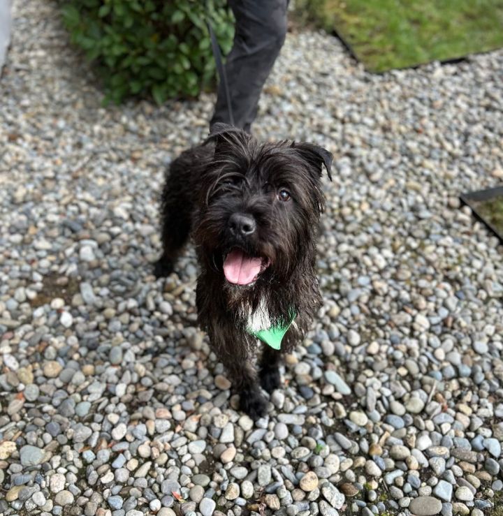 Petfinder store giant schnauzer