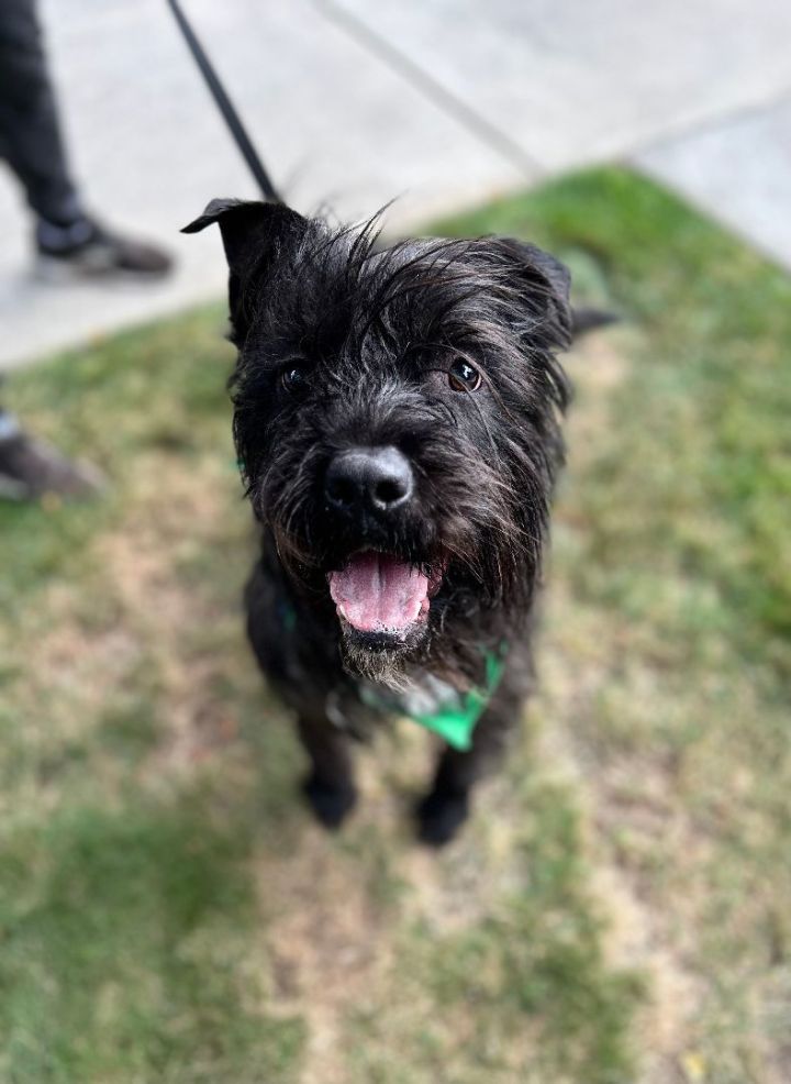 Petfinder store giant schnauzer