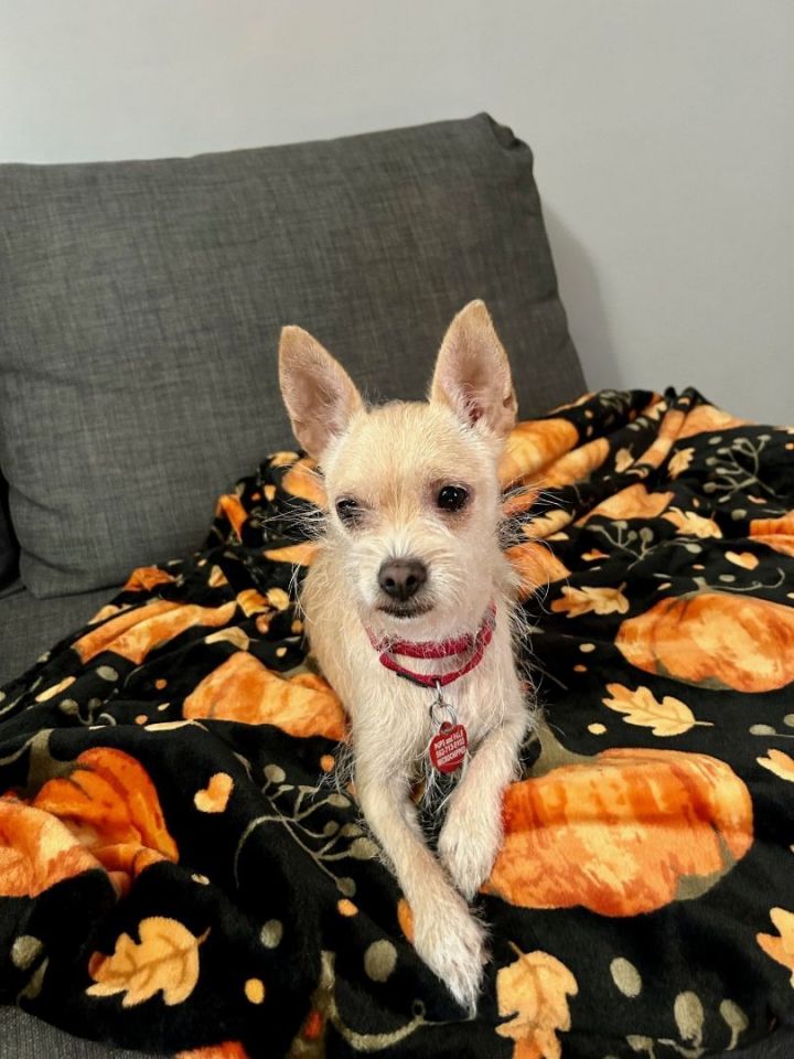 Holly 3, an adoptable Chihuahua & Yorkshire Terrier Mix in Los Alamitos, CA_image-1