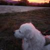 Cooper
