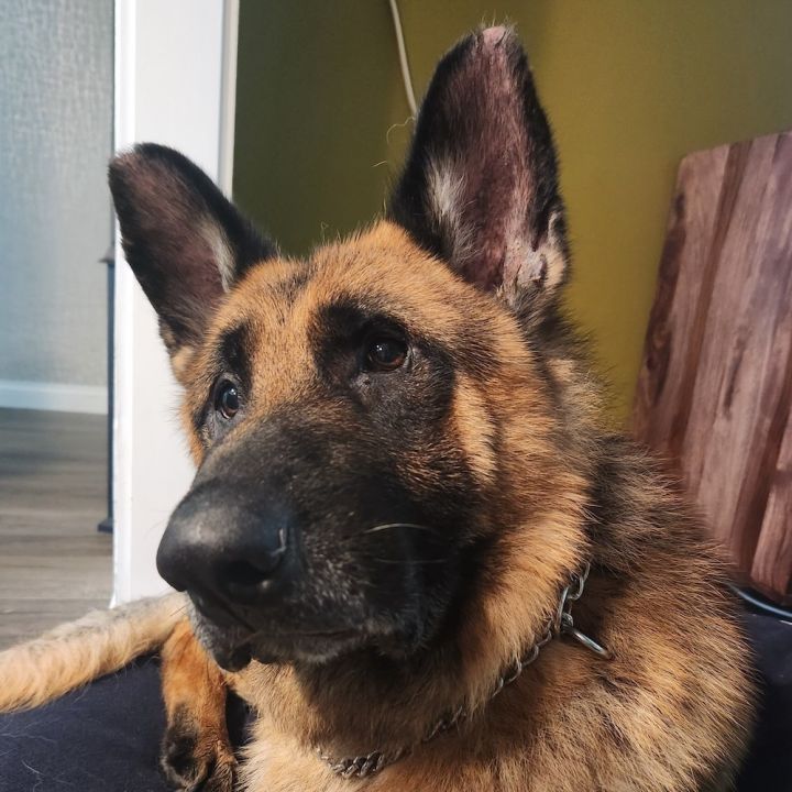 Thulani senior sales german shepherd rescue