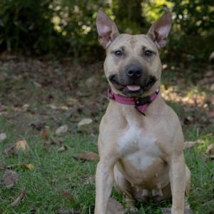 Hope Mixed Breed Dog