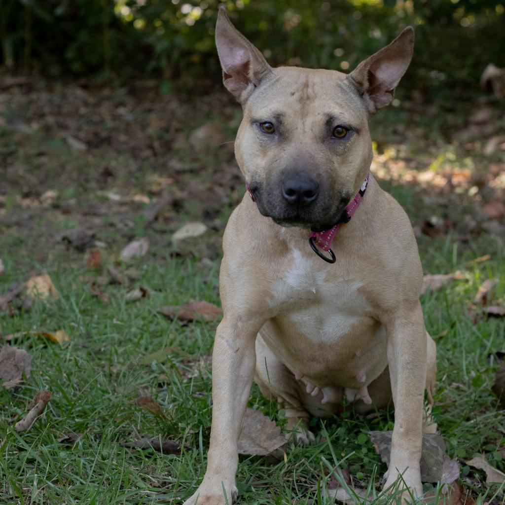 Hope, an adoptable Mixed Breed in QUINCY, FL, 32351 | Photo Image 2