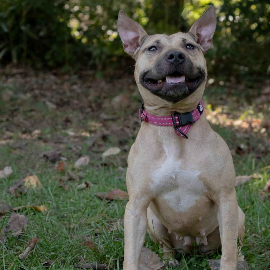 Hope, an adoptable Mixed Breed in QUINCY, FL, 32351 | Photo Image 3