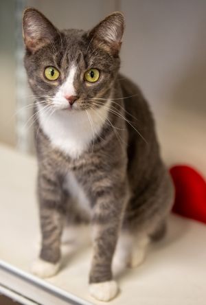 Frosty McMittens, Adult Female Domestic Short Hair