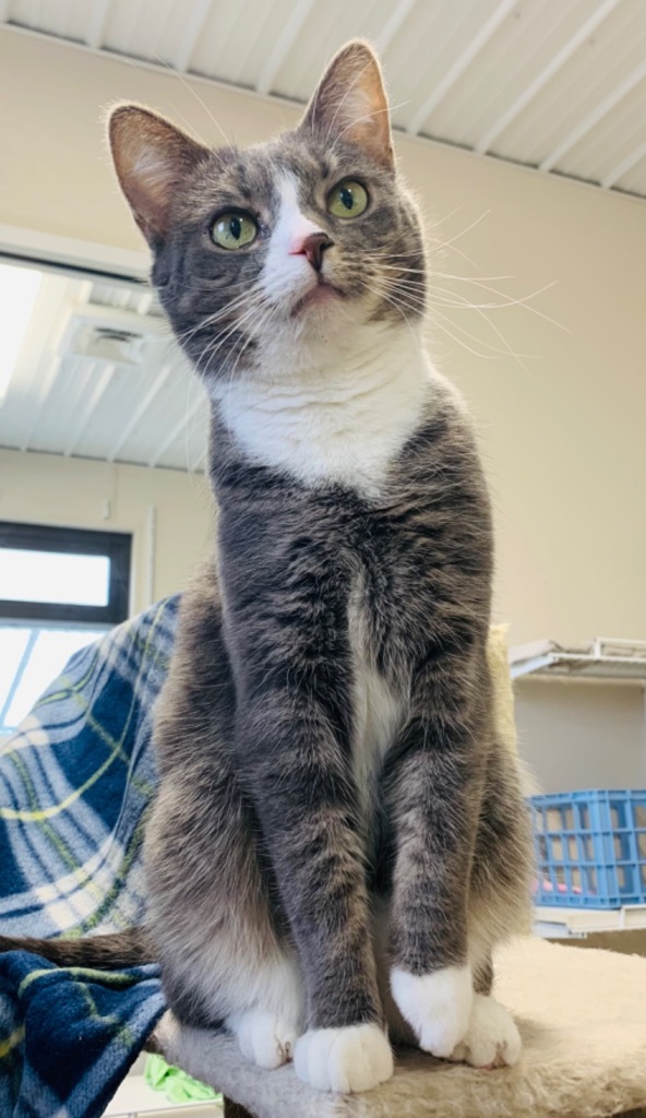 Frosty McMittens