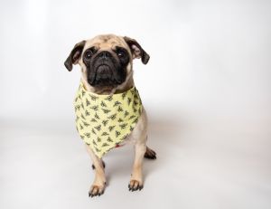 Pasos journey hasnt been easy but hes a resilient dog with a heart full of untapped potential F