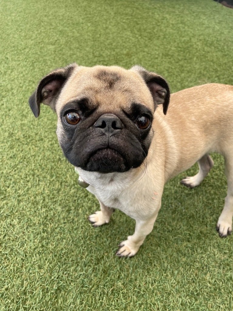 Paso *special needs*, an adoptable Pug in Gardena, CA, 90248 | Photo Image 3