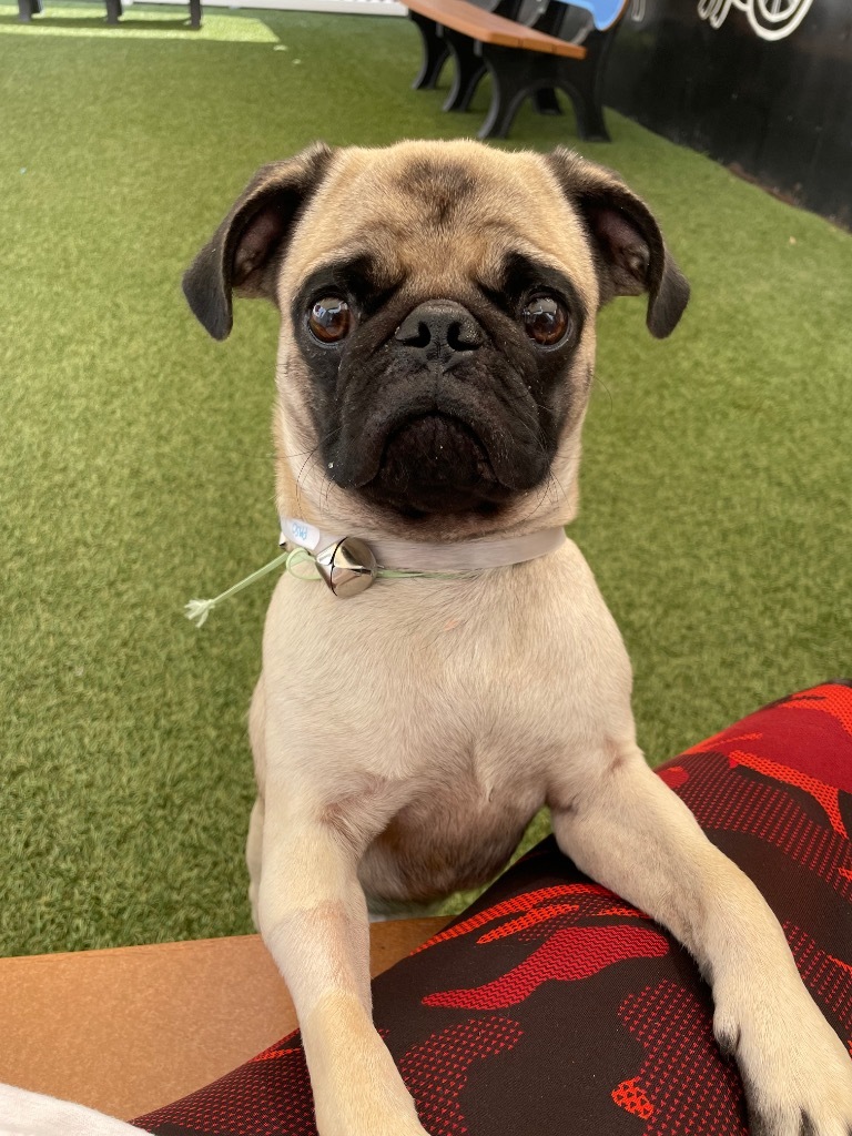 Paso *special needs*, an adoptable Pug in Gardena, CA, 90248 | Photo Image 4