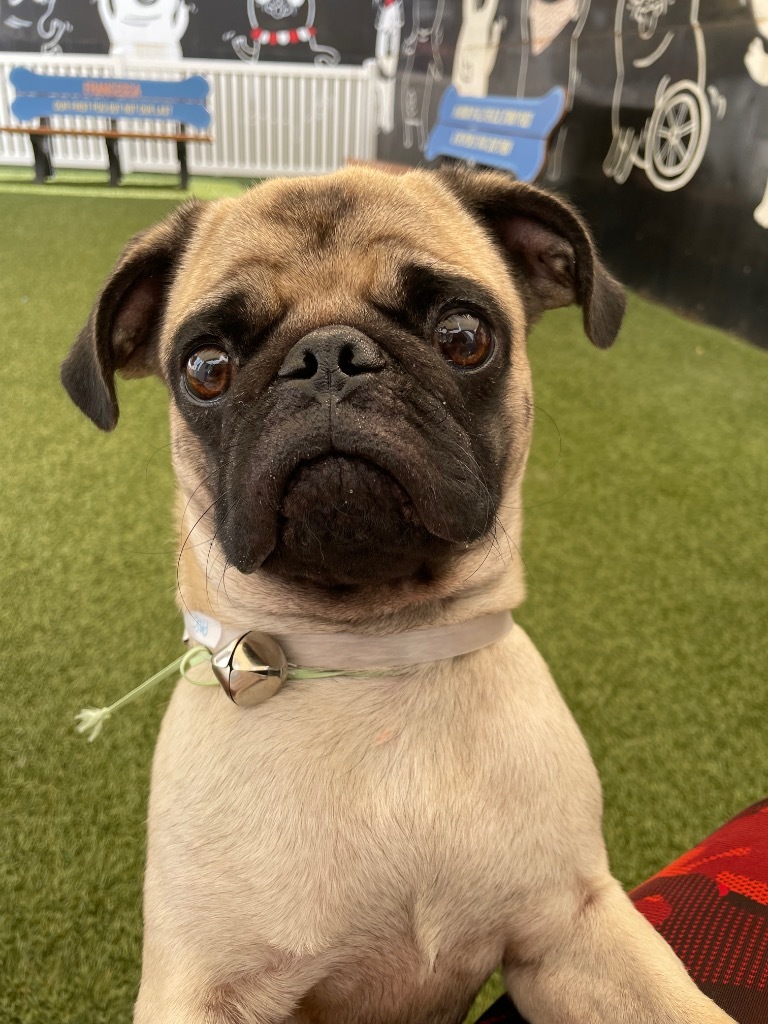 Paso *special needs*, an adoptable Pug in Gardena, CA, 90248 | Photo Image 5