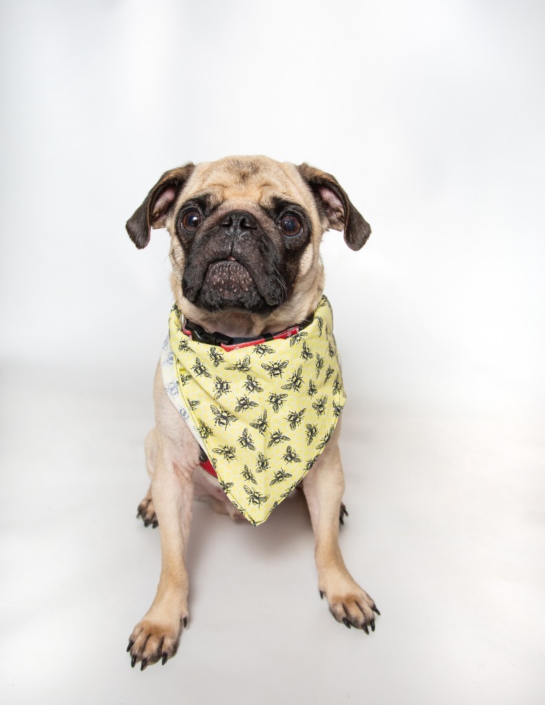 Paso *special needs*, an adoptable Pug in Gardena, CA, 90248 | Photo Image 6