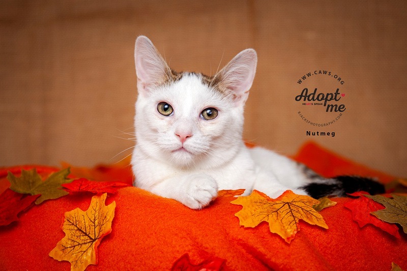 Nutmeg, an adoptable Domestic Short Hair in Salt Lake City, UT, 84117 | Photo Image 1