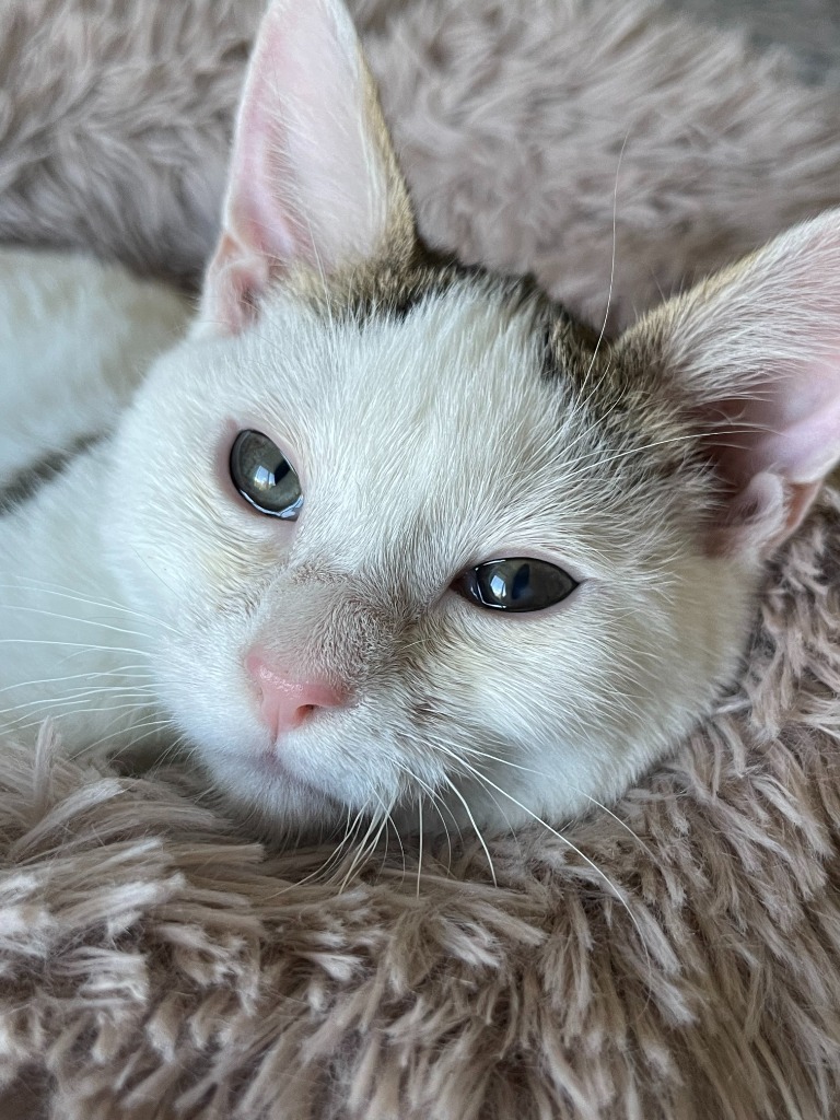 Nutmeg, an adoptable Domestic Short Hair in Salt Lake City, UT, 84117 | Photo Image 2