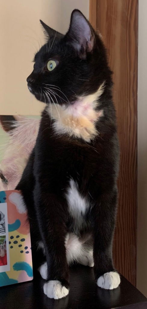 Fancy, an adoptable Domestic Short Hair in Lovingston, VA, 22922 | Photo Image 1