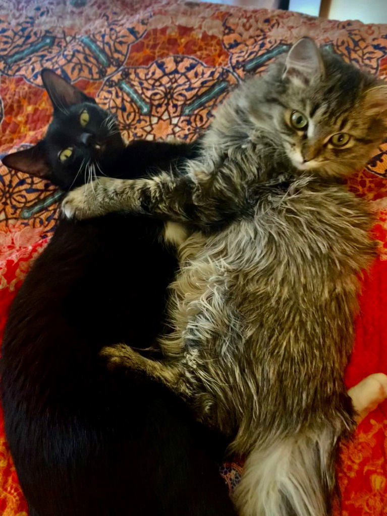 Fancy, an adoptable Domestic Short Hair in Lovingston, VA, 22922 | Photo Image 2