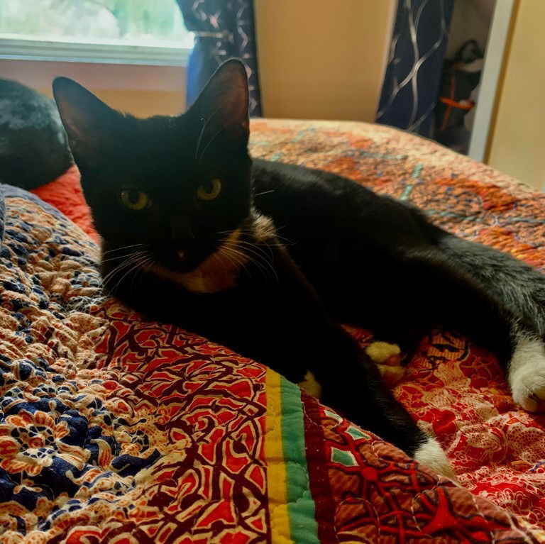 Fancy, an adoptable Domestic Short Hair in Lovingston, VA, 22922 | Photo Image 3