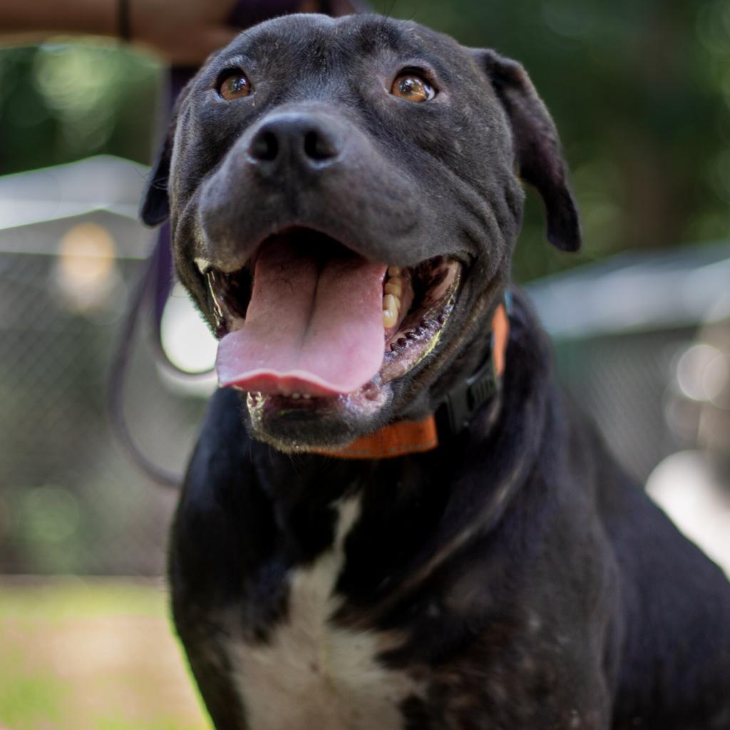 Zeus, an adoptable American Staffordshire Terrier in QUINCY, FL, 32351 | Photo Image 1