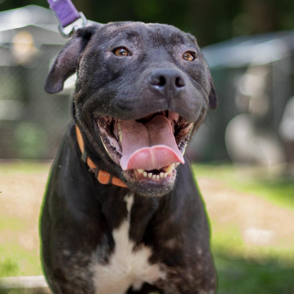 Zeus, an adoptable American Staffordshire Terrier in QUINCY, FL, 32351 | Photo Image 2