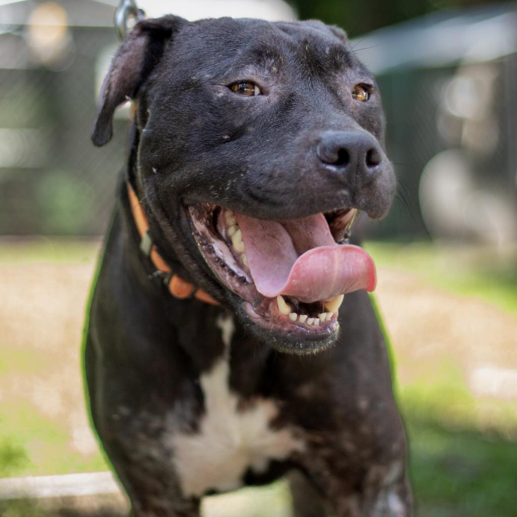 Zeus, an adoptable American Staffordshire Terrier in QUINCY, FL, 32351 | Photo Image 3