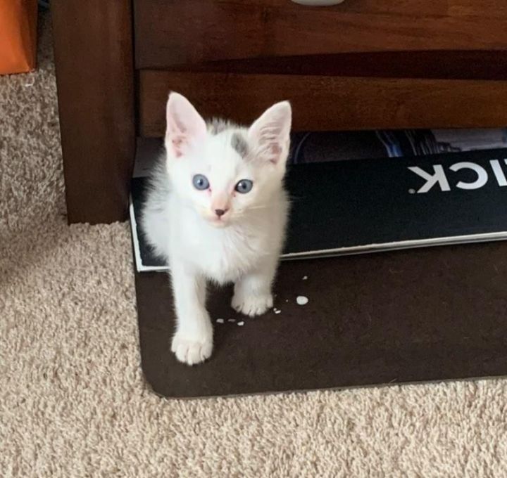 Sir Squeaksalot 2