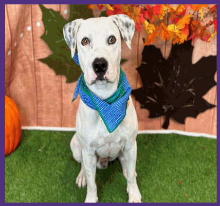 Fred, an adoptable Dalmatian in Fort Collins, CO, 80526 | Photo Image 1