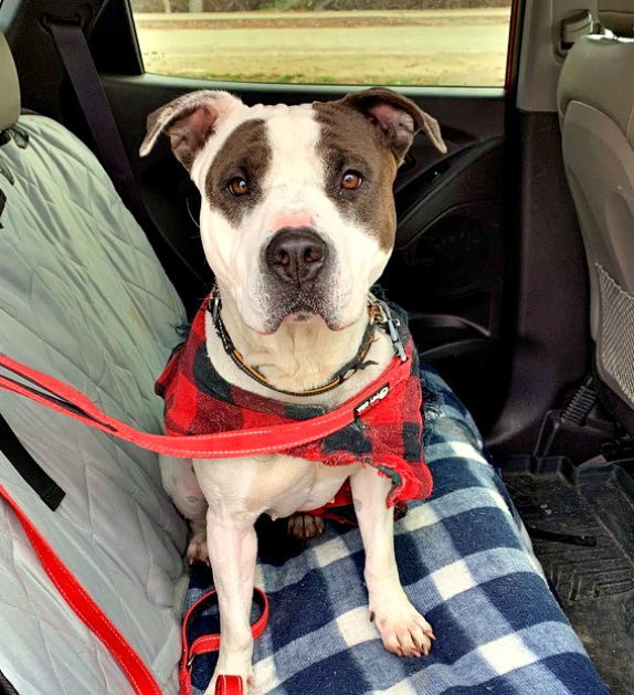 Izzy - (Adoption Sponsored), an adoptable American Staffordshire Terrier in Emmett, ID, 83617 | Photo Image 3