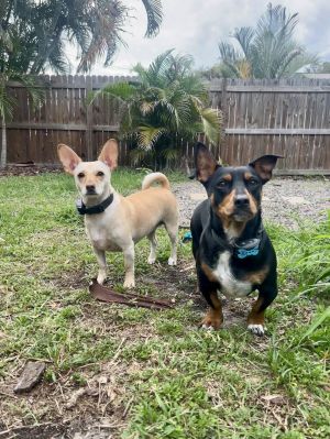 Bonded Pair Lucy & Ricky