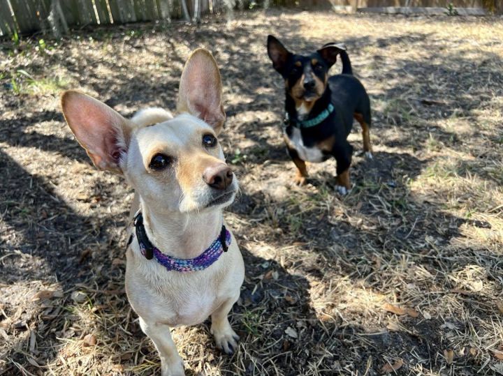 Bonded Pair Lucy & Ricky 2