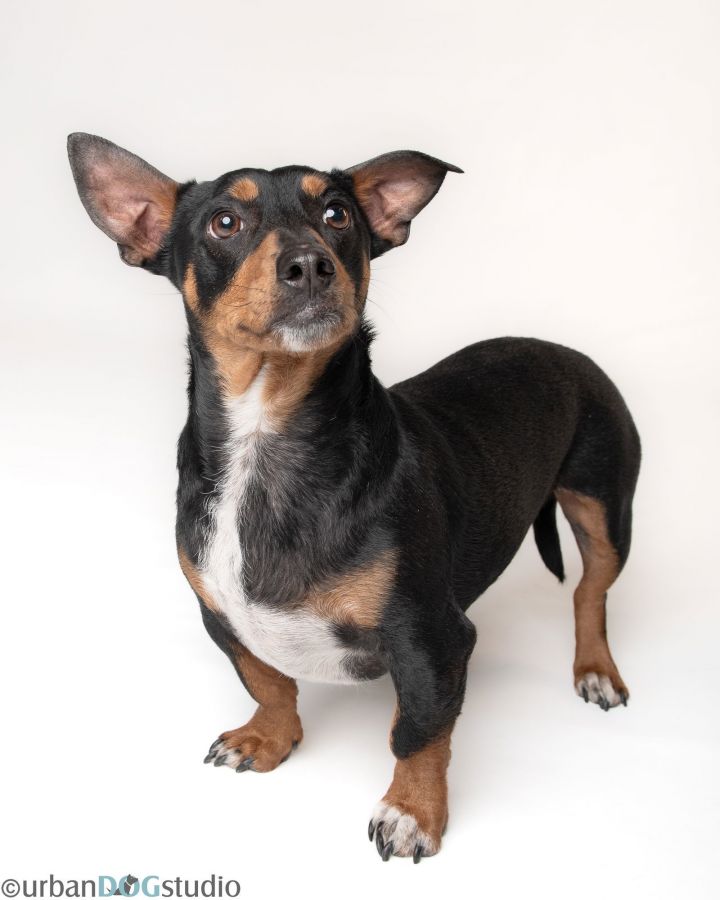 Bonded Pair Lucy & Ricky 2