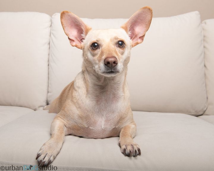 Bonded Pair Lucy & Ricky 3
