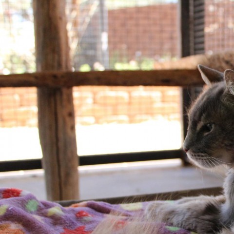 Maddie, an adoptable Domestic Short Hair in San Antonio, TX, 78253 | Photo Image 3