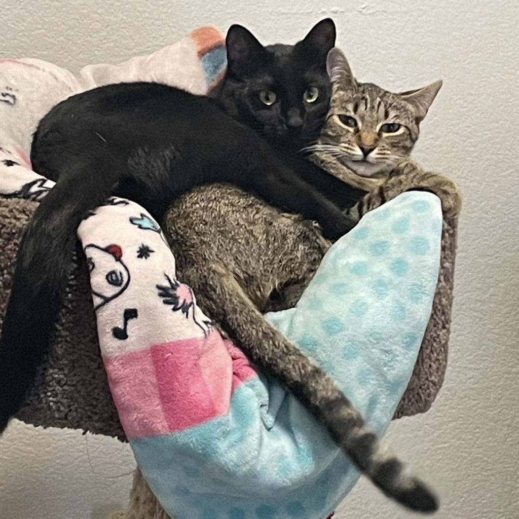 Maddie, an adoptable Domestic Short Hair in San Antonio, TX, 78253 | Photo Image 3