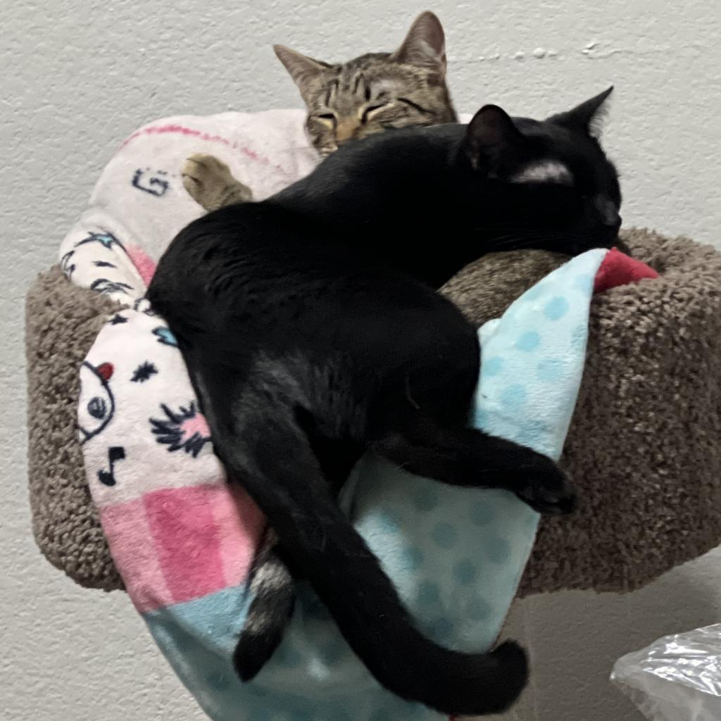 Maddie, an adoptable Domestic Short Hair in San Antonio, TX, 78253 | Photo Image 4