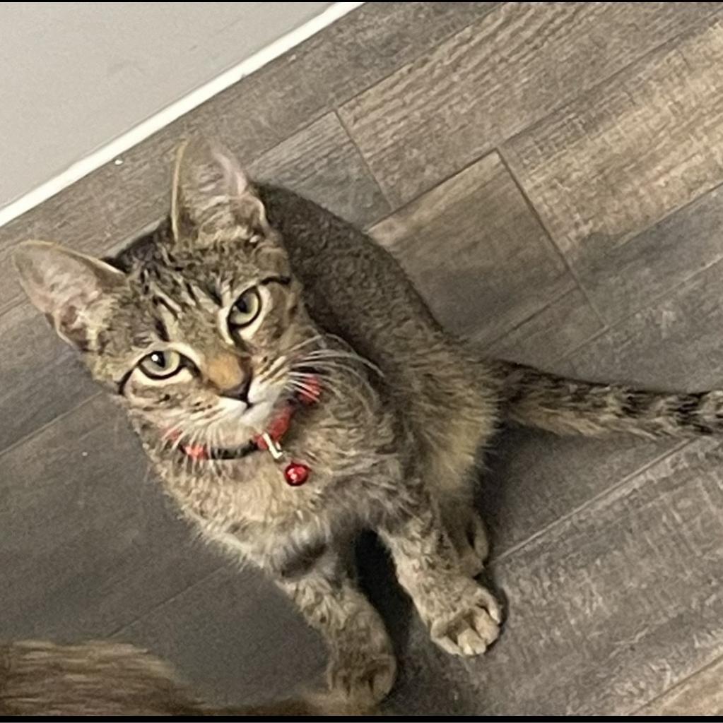 Maddie, an adoptable Domestic Short Hair in San Antonio, TX, 78253 | Photo Image 6