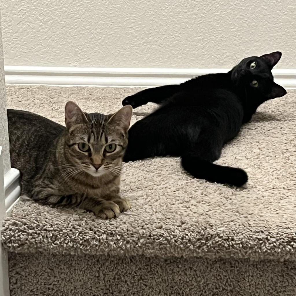 Max, an adoptable Domestic Short Hair in San Antonio, TX, 78253 | Photo Image 4