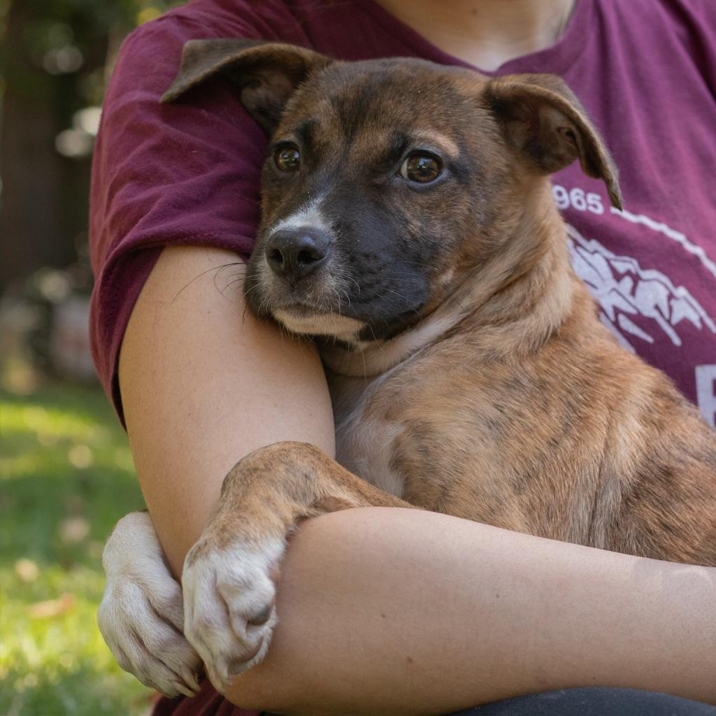 Frenchie, an adoptable Mixed Breed in QUINCY, FL, 32351 | Photo Image 1