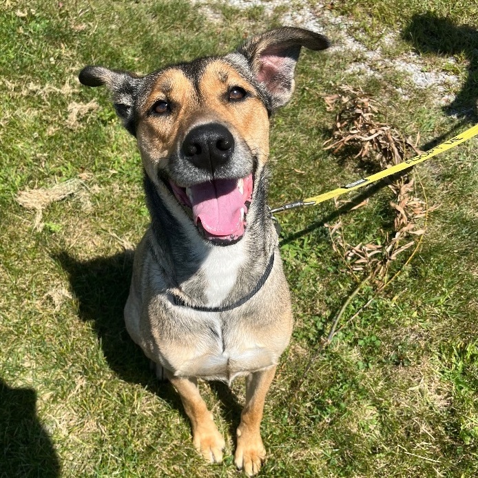 Coonhound sales husky mix