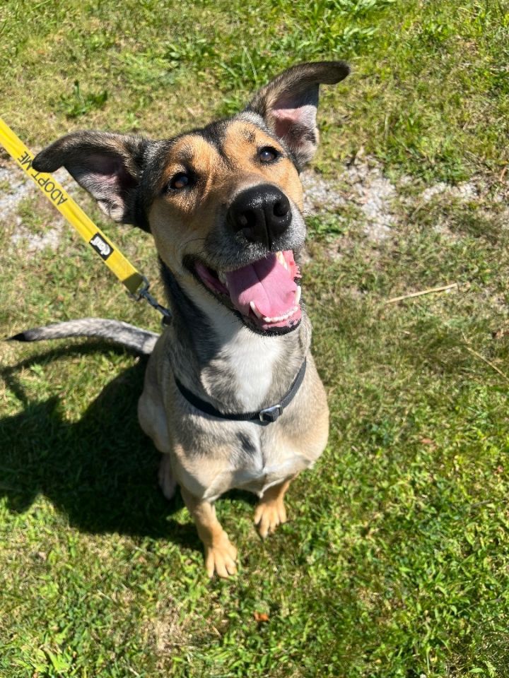 Coonhound sales husky mix